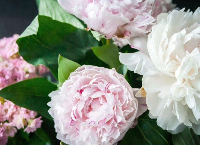 Biało-różowe piwonie w wazonie