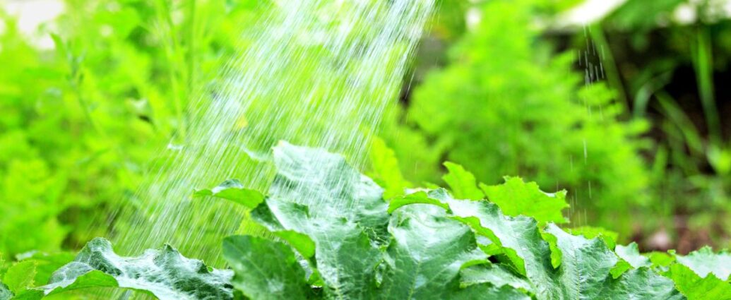 Podlewanie roślin w ogrodzie nawozem z serwatki