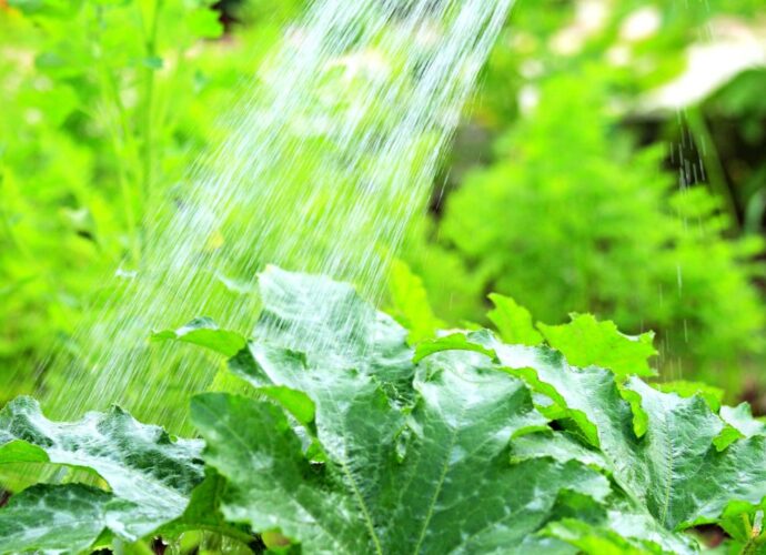 Podlewanie roślin w ogrodzie nawozem z serwatki