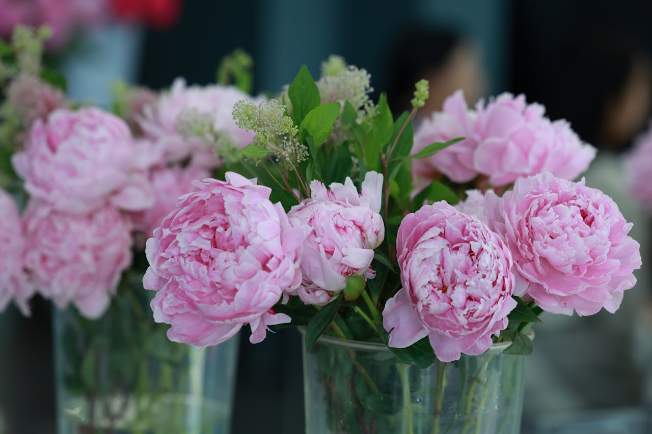 Bukiety różowych peonii w szklanych wazonach