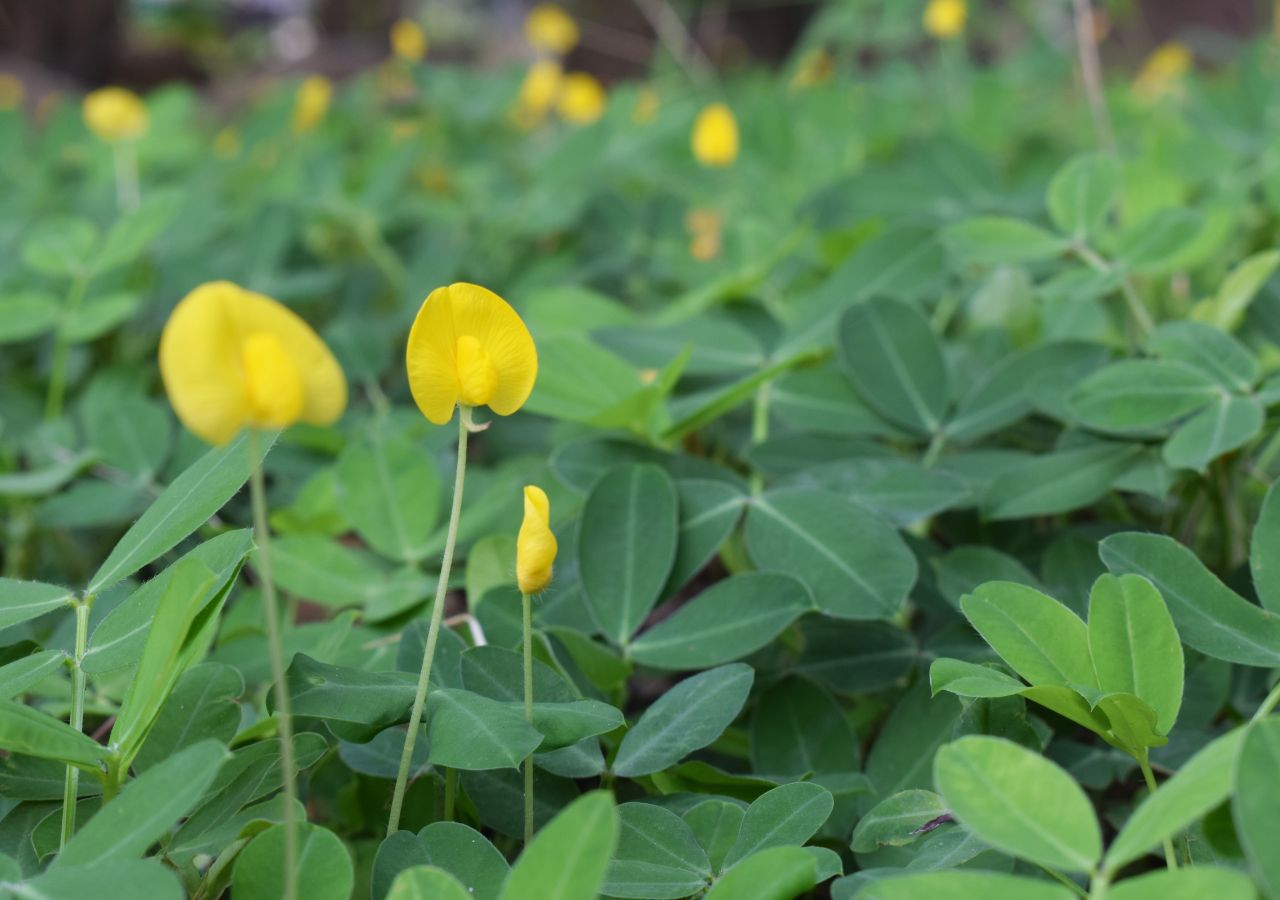 Kwiaty i liście orzechy podziemnej, czyli orzeszków arachidowych