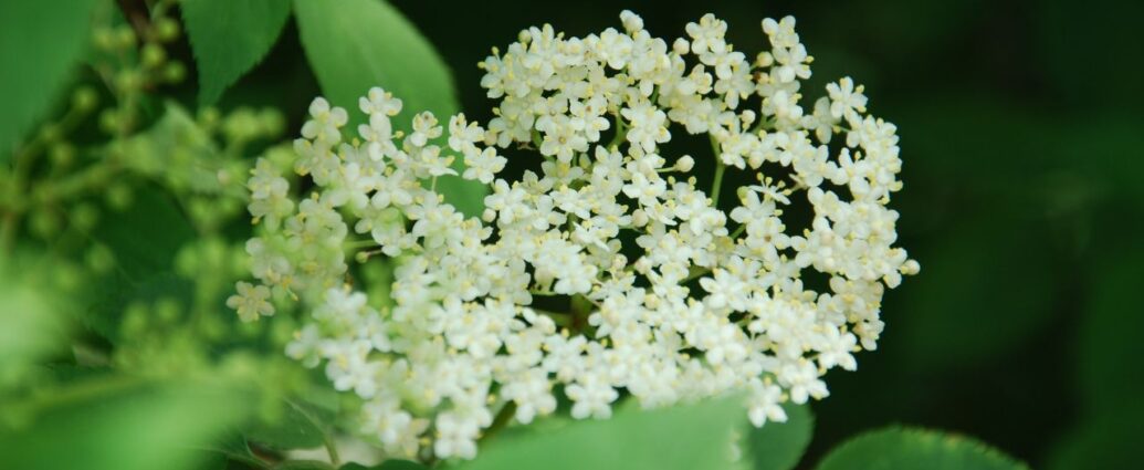Kwitnący czarny bez - kwiaty w zbliżeniu