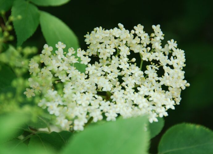 Kwitnący czarny bez - kwiaty w zbliżeniu