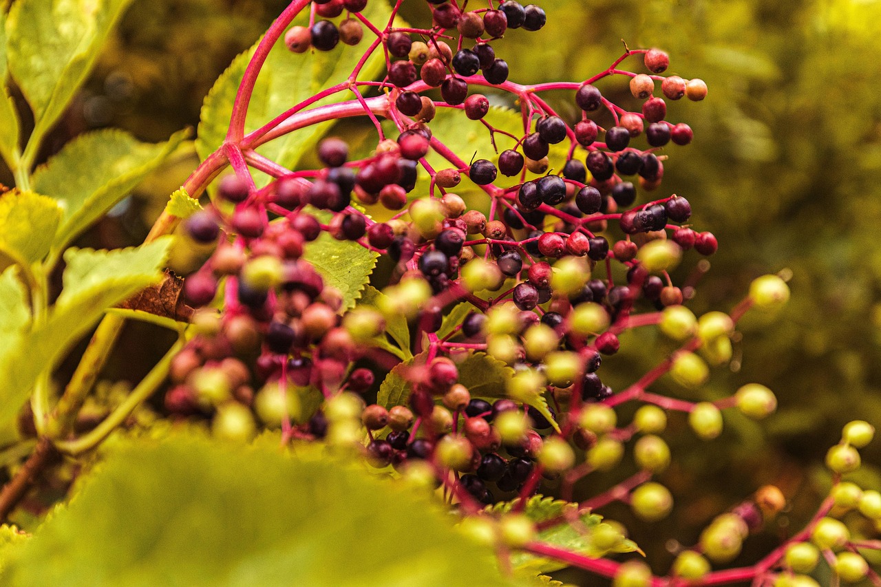 Dojrzewające owoce czarnego bzu