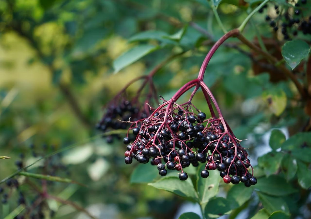 Owoce czarnego bzu