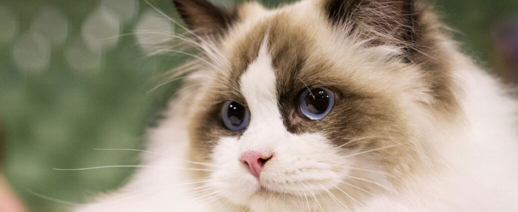 Puszysty kot z niebieskimi włosami