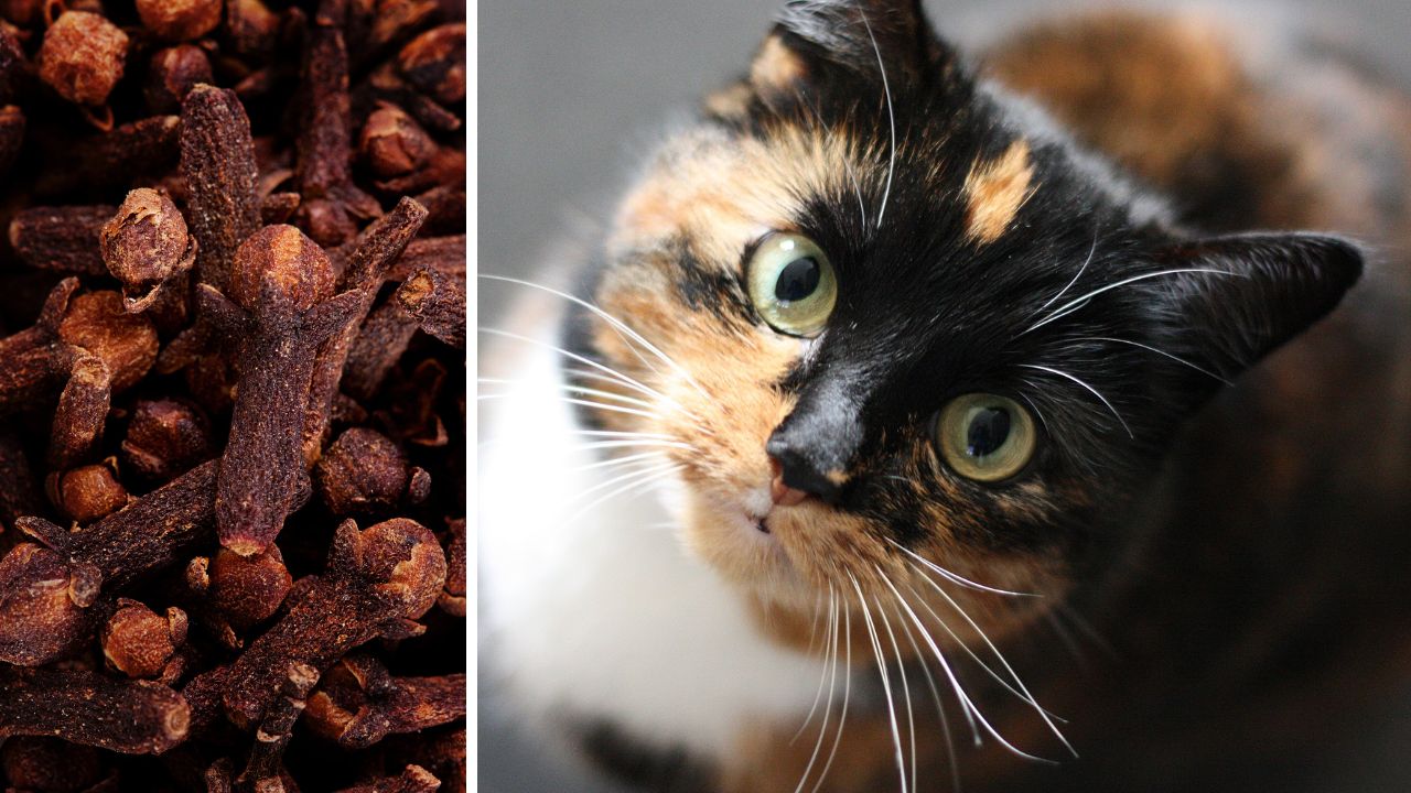 Kotka trikolor oraz suszone goździki