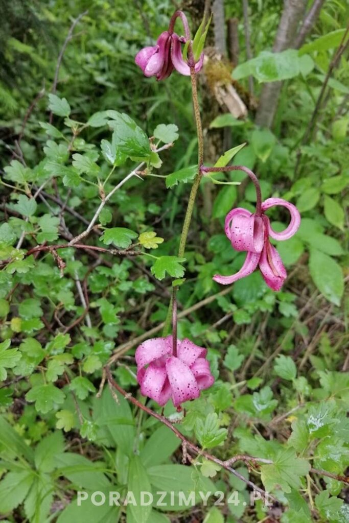 Lilia złotogłów rosnąca w okolicach Łapsz
