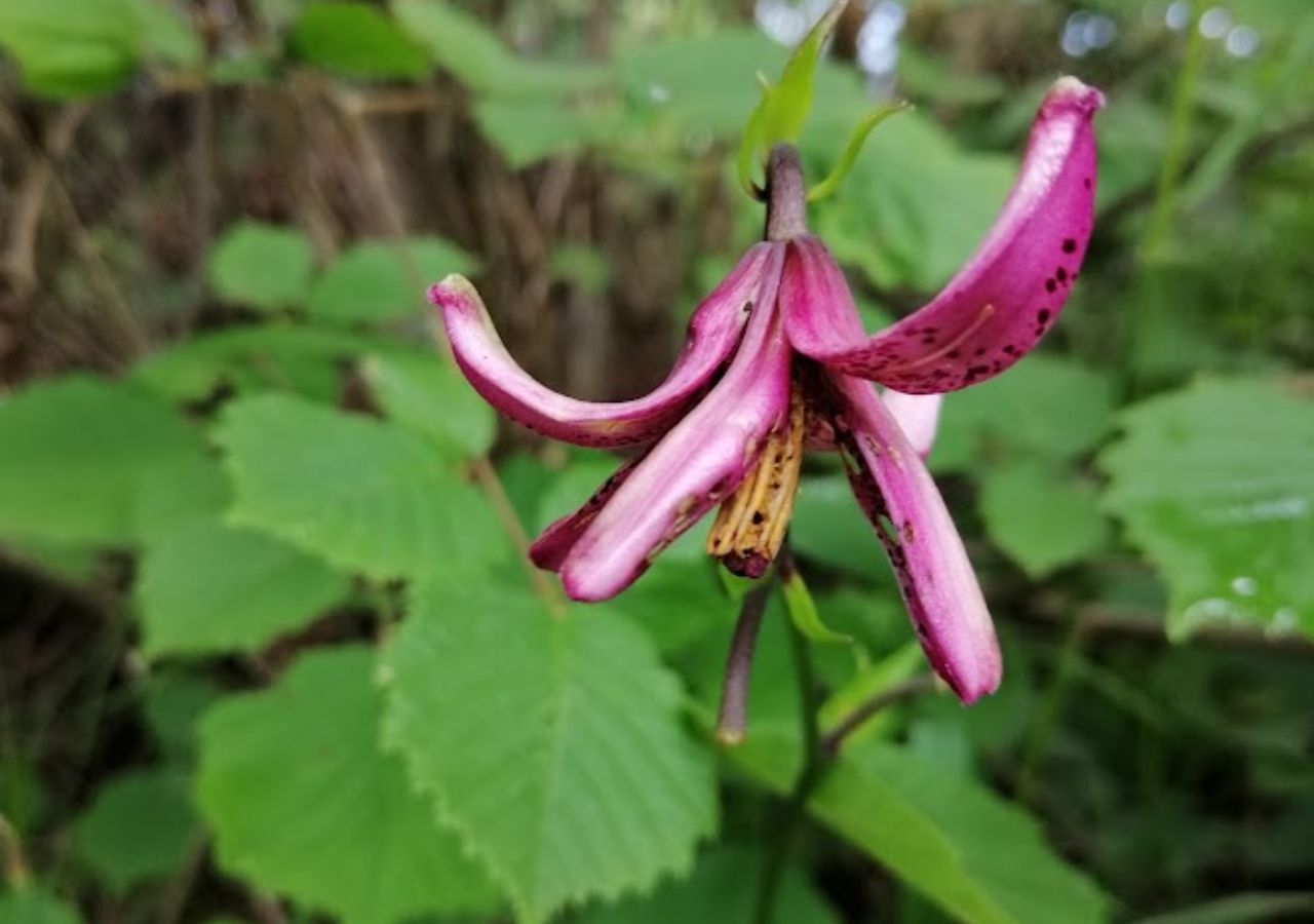 Lilia złotogłow rosnąca w warunkach naturalnych - zbliżenie na kwiat