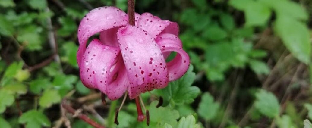 Kwiat lilii złotogłów w zbliżeniu