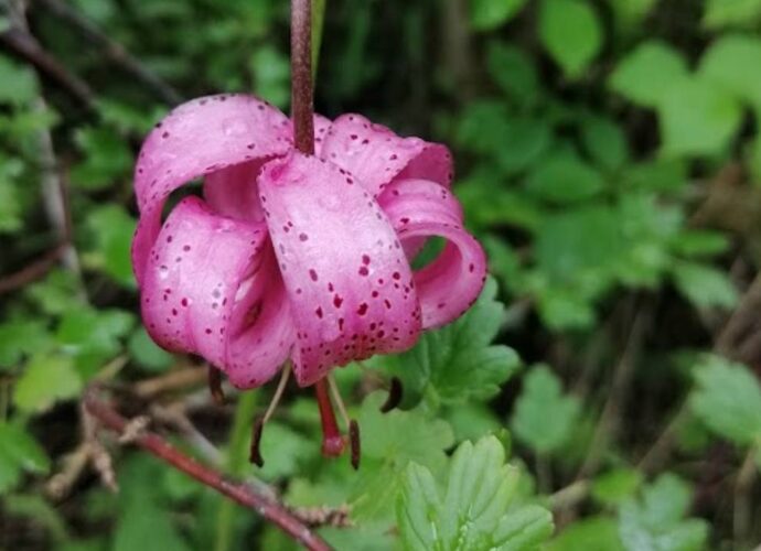 Kwiat lilii złotogłów w zbliżeniu