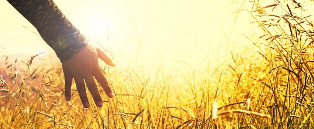 Kłosy oświetlone zachodzącym słońcem