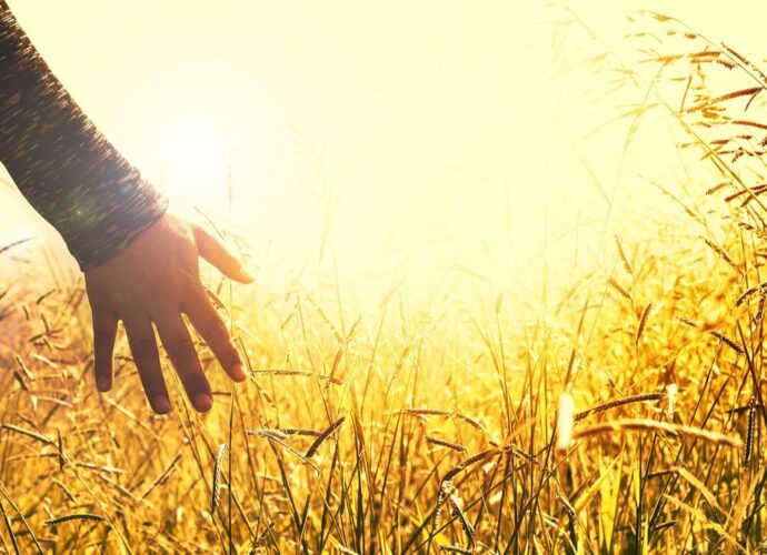 Kłosy oświetlone zachodzącym słońcem