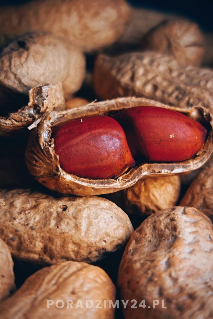 Z ziemi, nie z drzewa! Tak powstają orzeszki ziemne