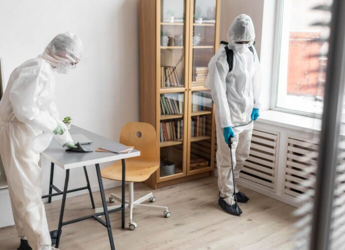 Usuwanie insektów z mieszkania przez specjalistów