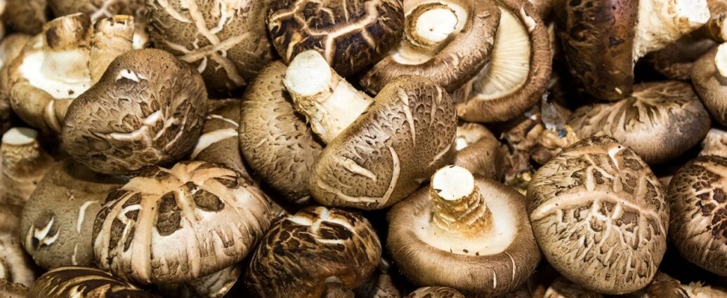 Świeże grzyby shiitake. Czym zastąpić je w Polsce?
