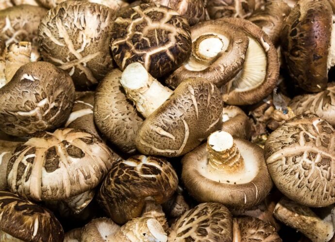Świeże grzyby shiitake. Czym zastąpić je w Polsce?
