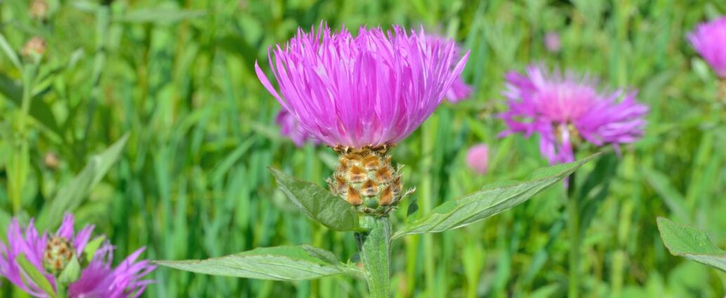 Maral, znany również jako szczodrak krokoszowaty (Rhaponticum carthamoides)