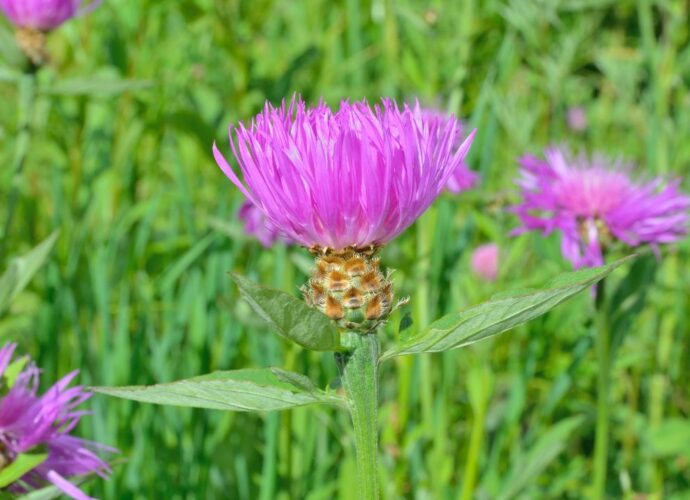 Maral, znany również jako szczodrak krokoszowaty (Rhaponticum carthamoides)