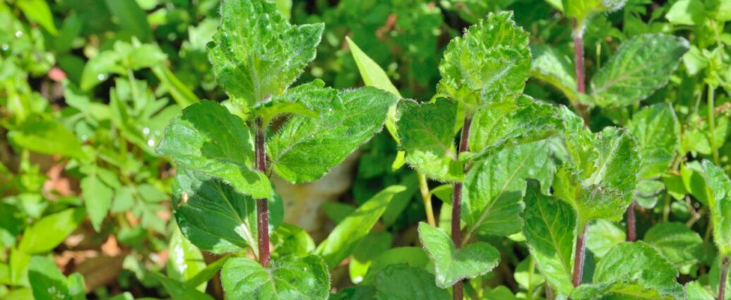Mięta pieprzowa rosnąca dziko