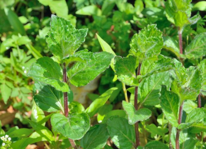 Mięta pieprzowa rosnąca dziko