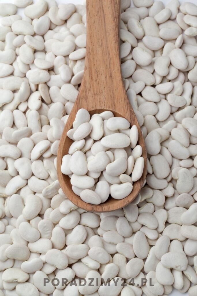 Biała fasola - wyłuskane ziarna na drewnianej łyżce