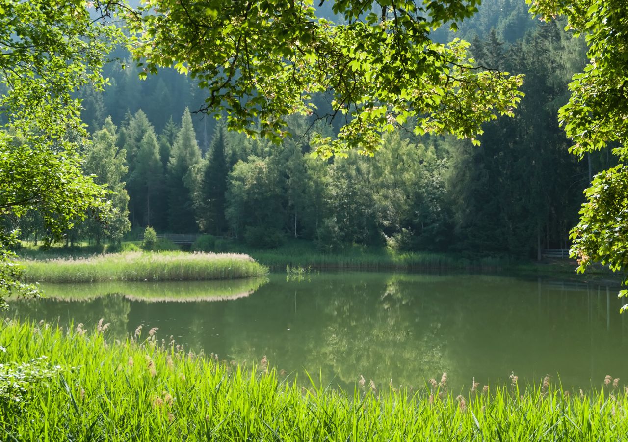Naturalne jezioro otoczone lasem