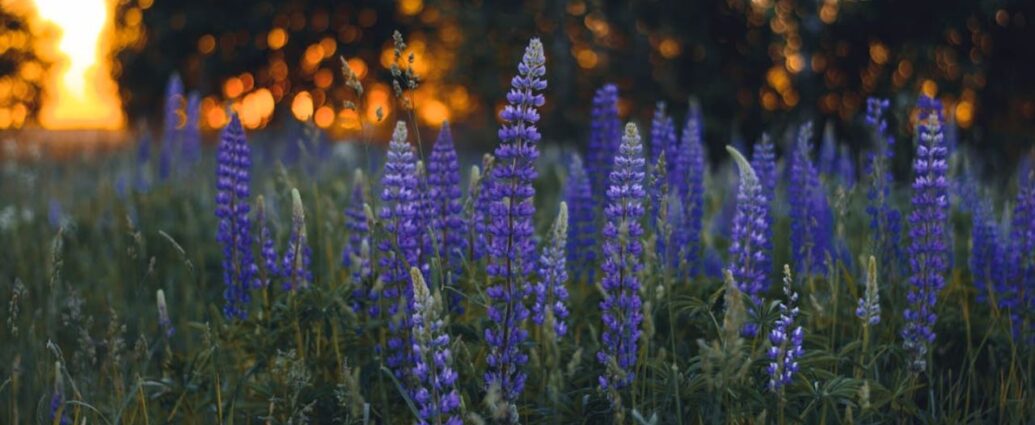 Łubin trwały to w Polsce obcy gatunek inwazyjny