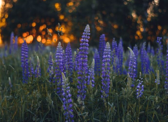 Łubin trwały to w Polsce obcy gatunek inwazyjny