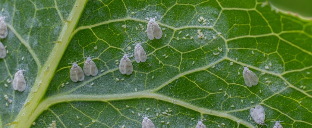 Mączliki na liściu