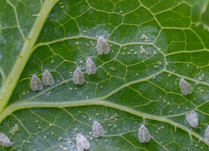 Mączliki na liściu