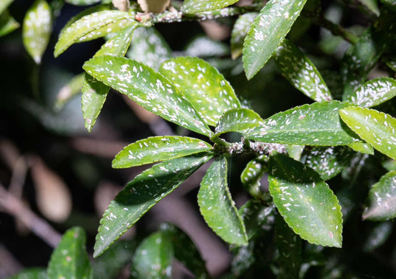 Liście rośliny zaatakowanej przez mączliki
