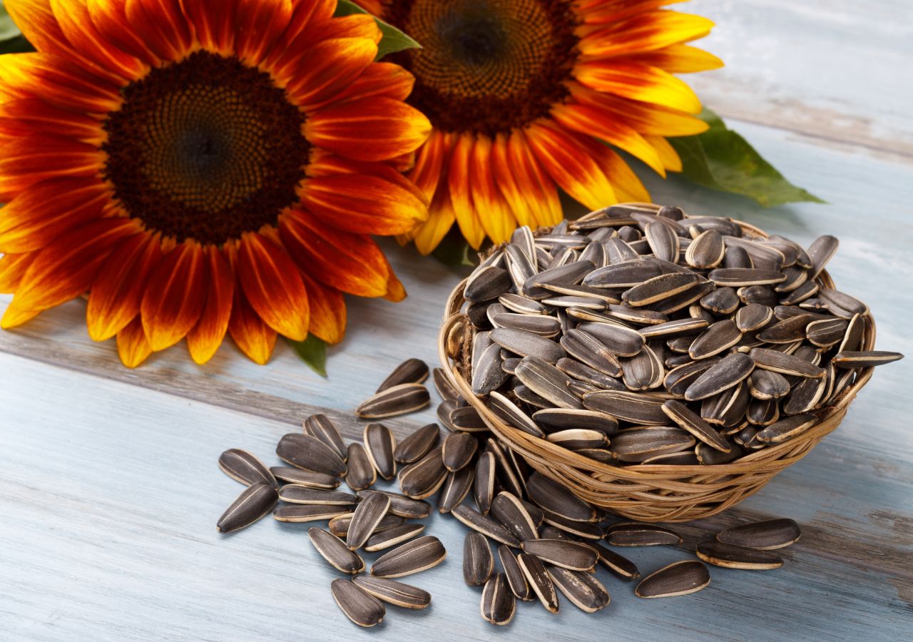 Kwiaty słonecznika i nasiona w łupinach