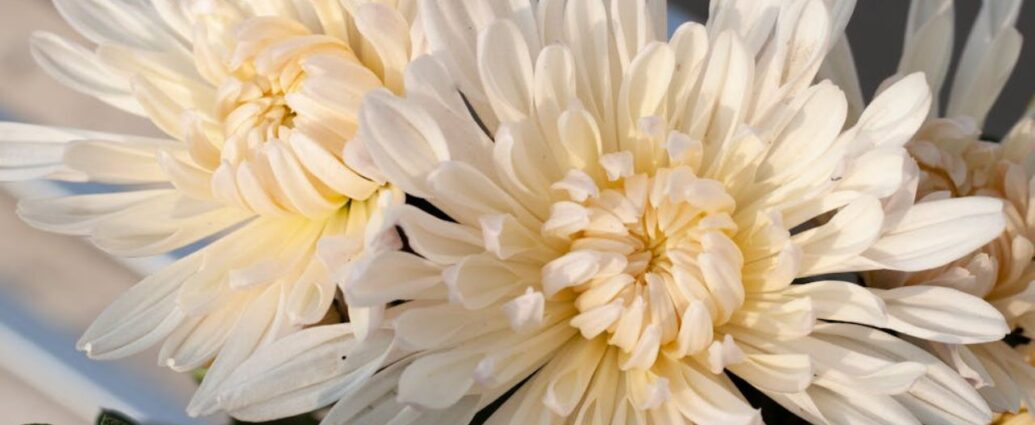 Białe chryzantemy. Co te kwiaty symbolizują w innych kulturach?