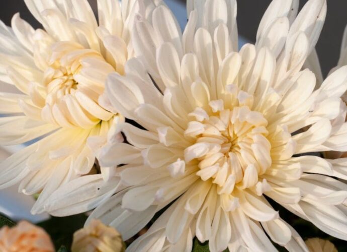 Białe chryzantemy. Co te kwiaty symbolizują w innych kulturach?