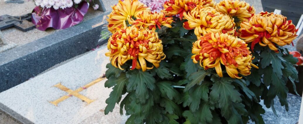 Chryzantemy w doniczce ustawione na płycie nagrobnej