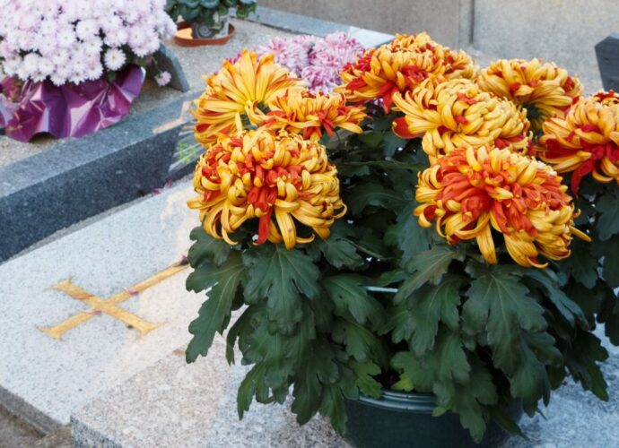 Chryzantemy w doniczce ustawione na płycie nagrobnej