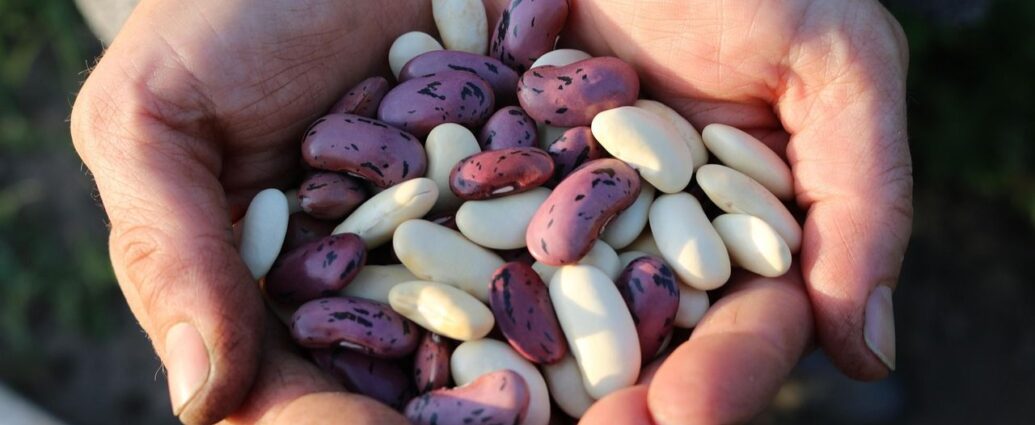 Różnokolorowe ziarna fasoli trzymane w dłoniach