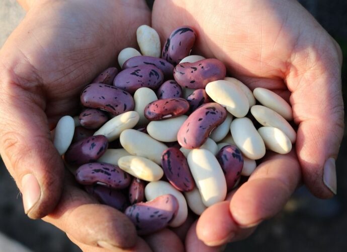 Różnokolorowe ziarna fasoli trzymane w dłoniach