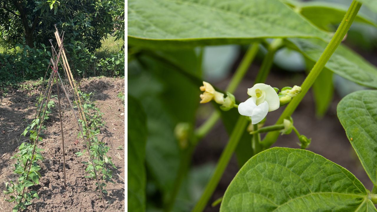 Uprawa fasoli w ogrodzie - grządka z tyczkami oraz kwiaty fasoli w zbliżeniu
