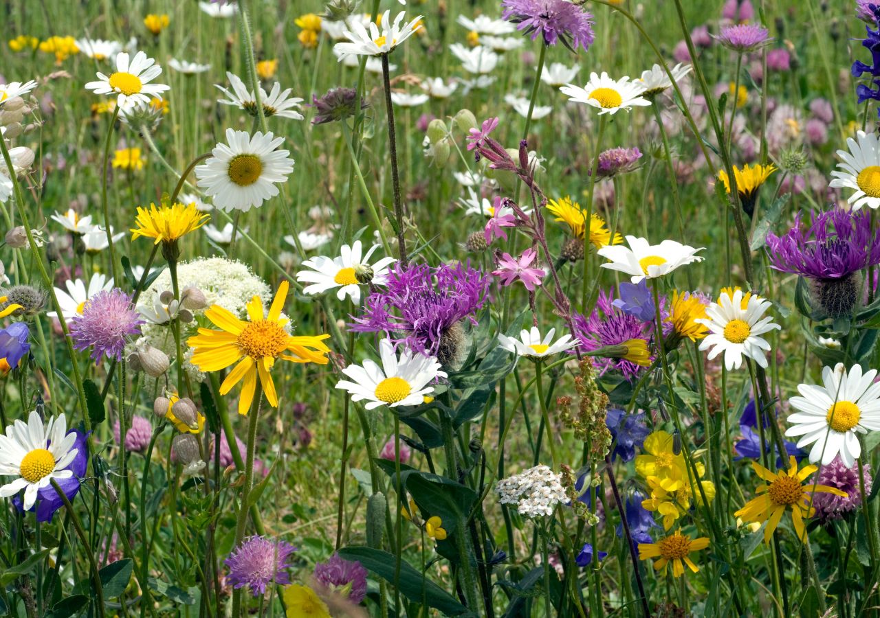 Łąka kwietna to miejsce, które pomoże przetrwać dzikim zapylaczom