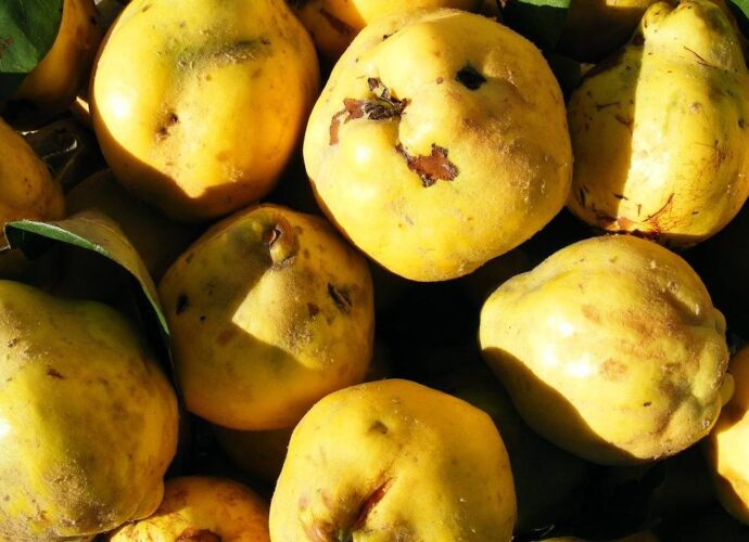 Jak przechowywać owoce pigwy, aby zachować ich właściwości