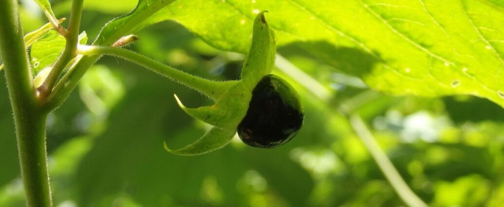 Owoc pokrzyku wilczej jagody