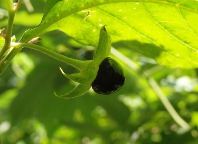 Owoc pokrzyku wilczej jagody