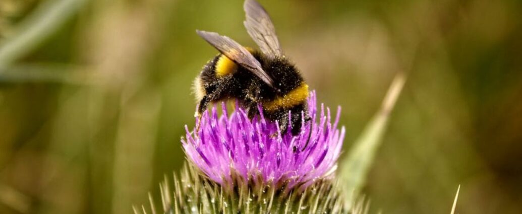 Trzmiel to jeden z dzikich zapylaczy