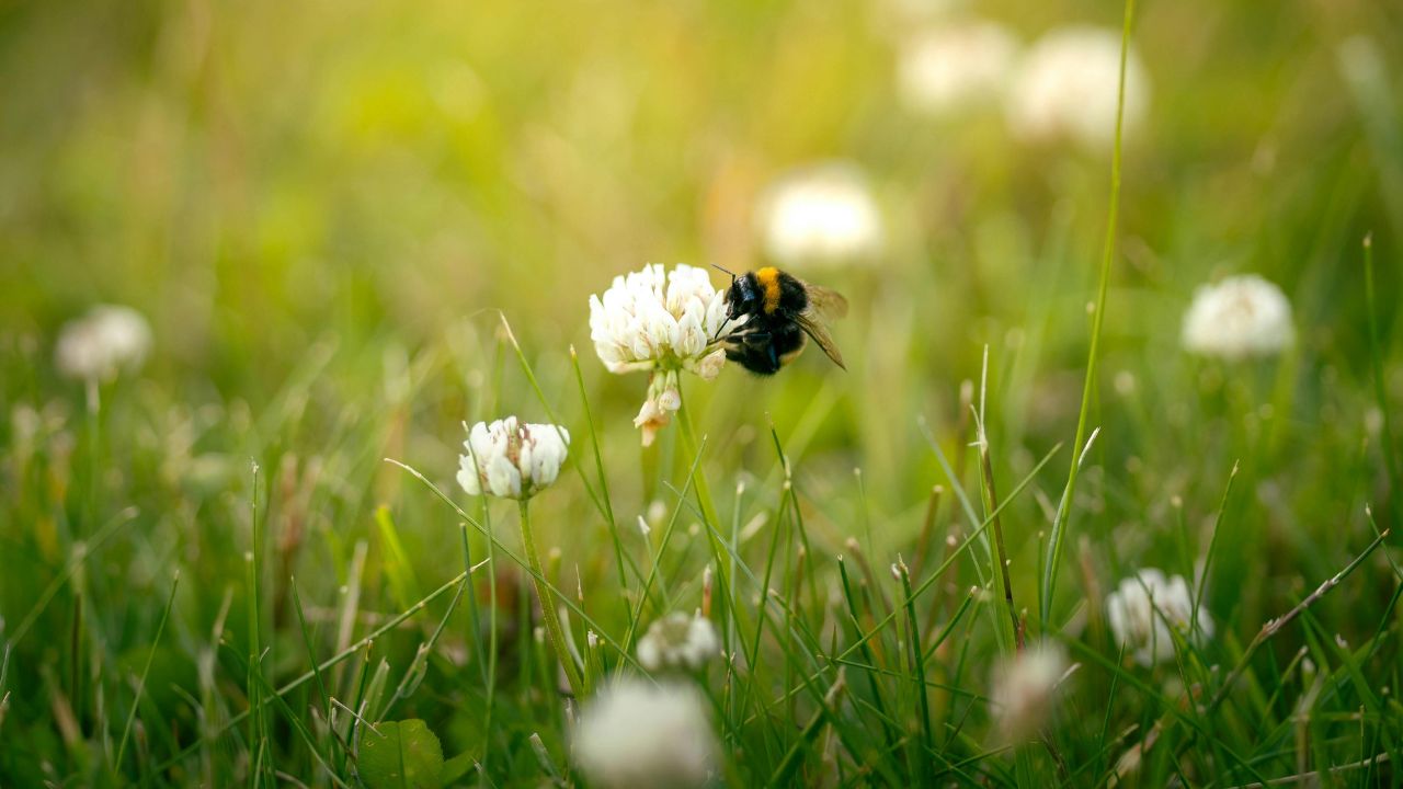 Koniczyna w trawniku to doskonałe źródło pożywienia dla dzikich zapylaczy