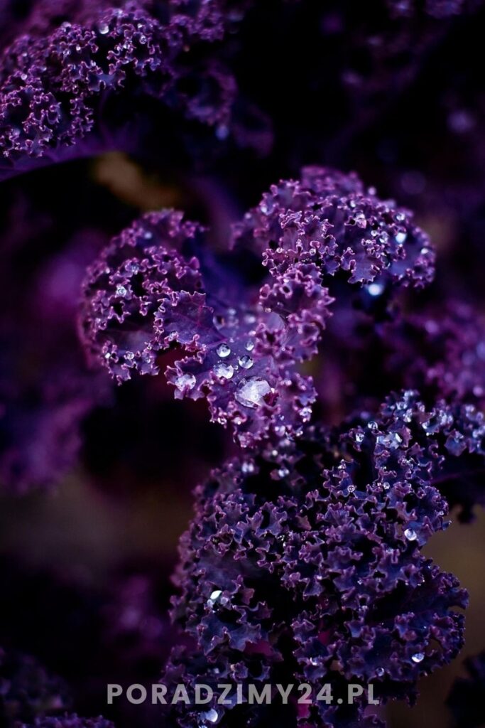 Jarmuż w odmianie o fioletowych liściach