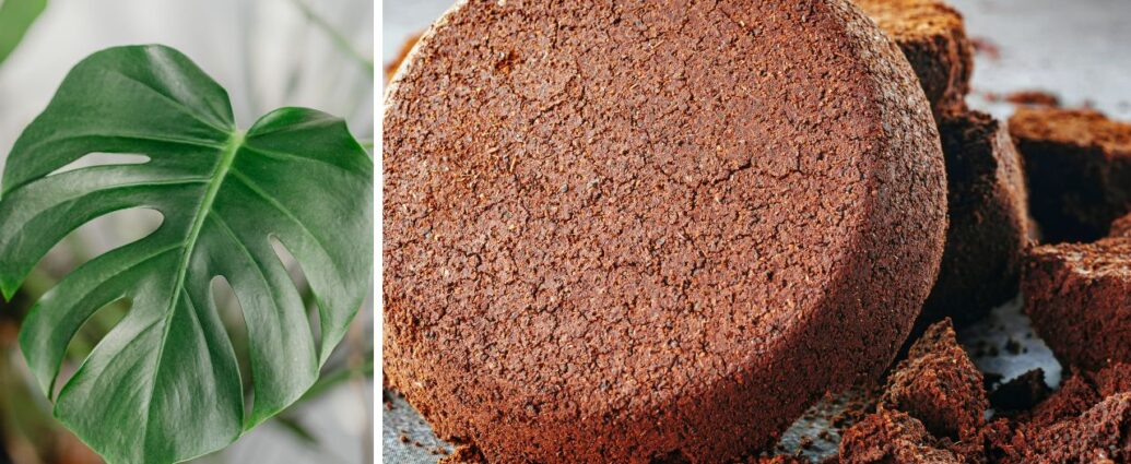 Fusy z kawy to doskonała odżywka do kwiatów i kwasolubnych roślin doniczkowych