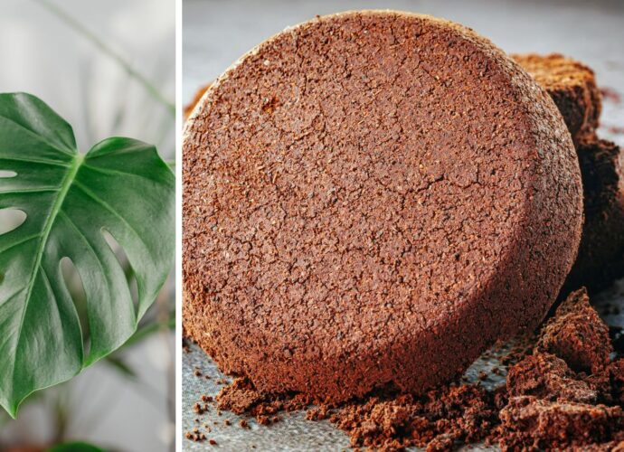 Fusy z kawy to doskonała odżywka do kwiatów i kwasolubnych roślin doniczkowych