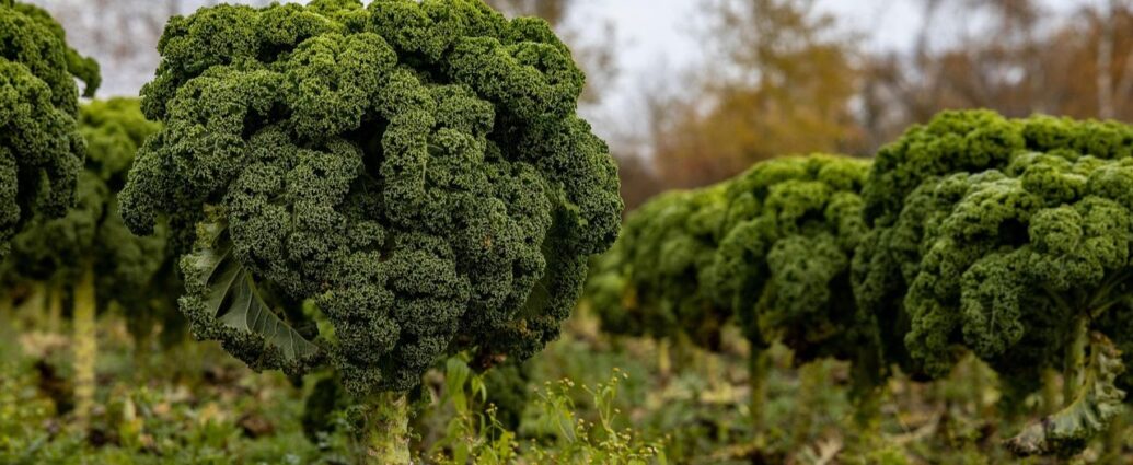 Jarmuż rosnący na rabacie w ogrodzie